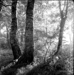 Low angle view of trees in forest