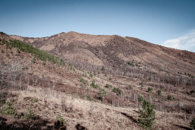 Scenic view of landscape against clear sky