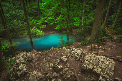 Scenic view of waterfall in forest