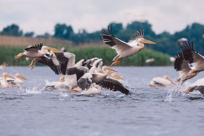 Pelicans flying over water