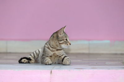 Side view of a cat looking away