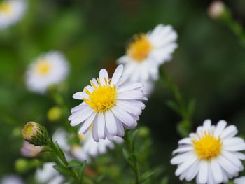 Close-up of white daisies growing outdoors