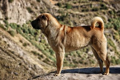 Side view of a dog looking away