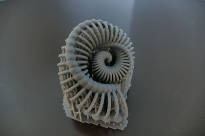 Close-up of seashell on white background