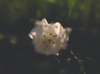 Close-up of flower against blurred background