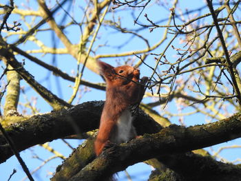 Low angle view of monkey on tree