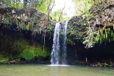 Scenic view of waterfall in forest