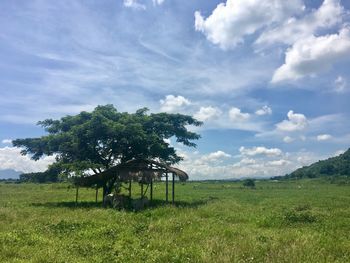 Trees on field against sky