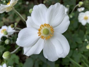 Close-up of white flower