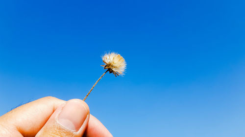 Hand holding dandelion against blue sky