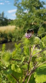 Close-up of bee pollinating on flower