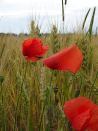 Close-up of red poppy flowers blooming on field