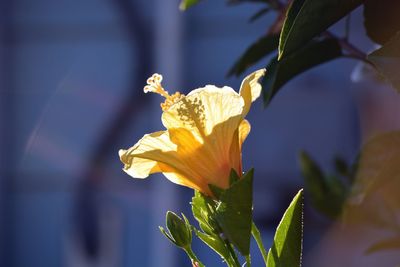 Close-up of yellow flower