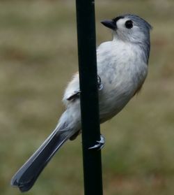 Close-up of bird perching on branch