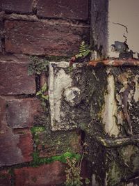 Close-up of ivy on tree trunk