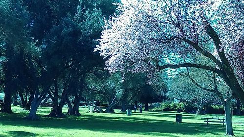 Trees in park