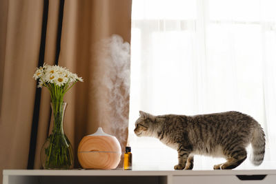 Aromatherapy concept. aroma oil diffuser on the table against the window.