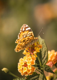 Close-up of butterfly pollinating on flower