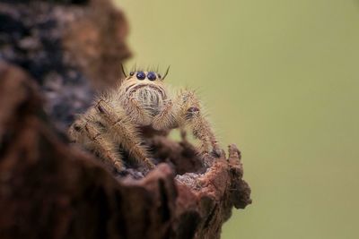 Close-up of spider