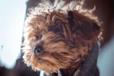 Close-up portrait of a dog looking away