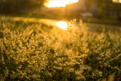 Scenic view of flowering plants on field during sunset