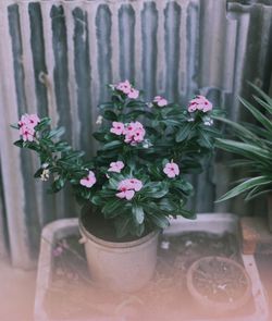 Close-up of pink flower pot on potted plant