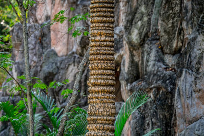 Close-up of tree trunk