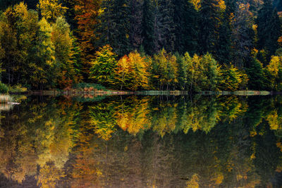 Trees by lake in forest during autumn