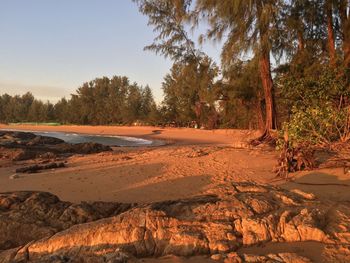 Trees on sand against sky