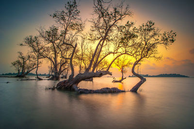 Tree by lake against sky during sunset