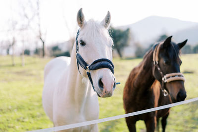 Close-up of horse standing on field