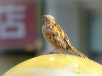 Close-up of bird eating fruit