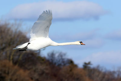 Mute swan fly by