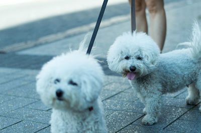 Portrait of dogs standing outdoors