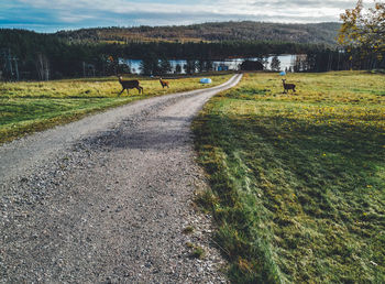 Road passing through field