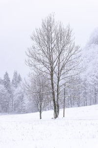 Bare tree on snow covered landscape