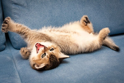 Funny brown british kitten stretches and yawns lying upside down