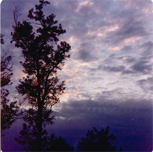 Low angle view of silhouette tree against sky at sunset