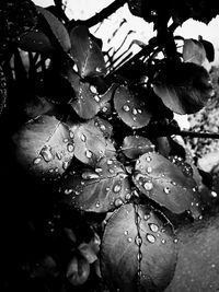 Close-up of wet plant leaves in rainy season