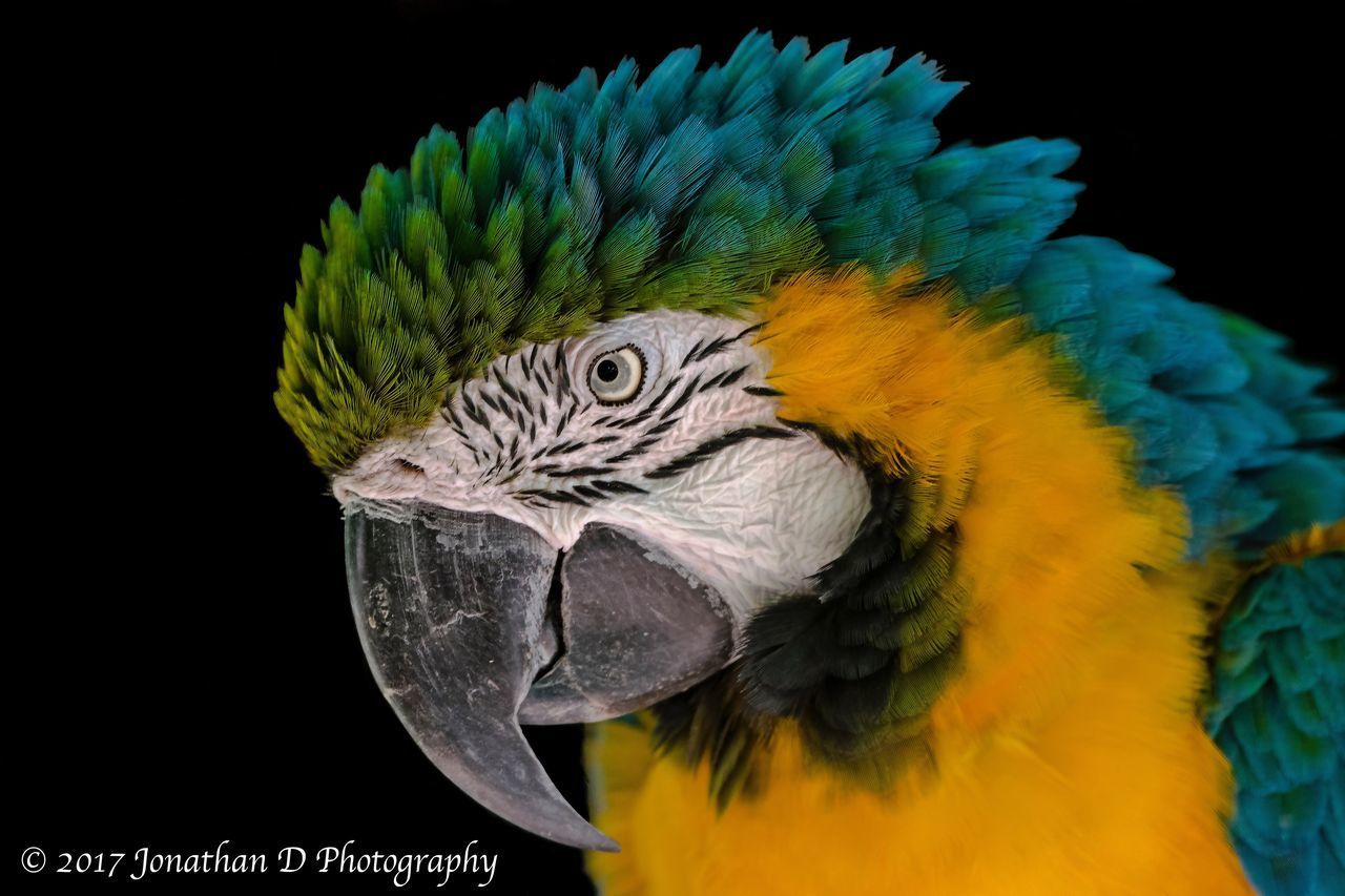 CLOSE-UP OF PARROT ON BLACK BACKGROUND