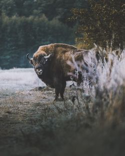 Portrait of american bison standing on land