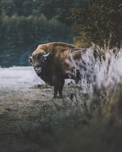 Horse standing in a field