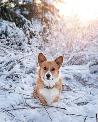 Portrait of dog on snow covered land