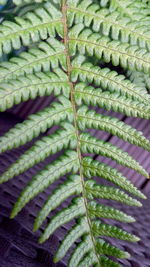 High angle view of fern leaf by wicker seat