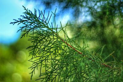 Low angle view of plant against sky