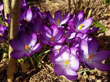 Close-up of purple crocus blooming outdoors