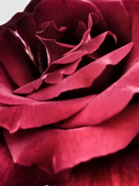 Close-up of pink rose