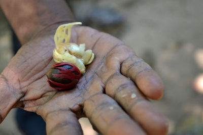 Close-up of hand holding ladybug