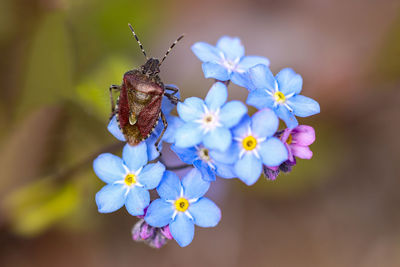 Close-up of insect on purple flowering plant