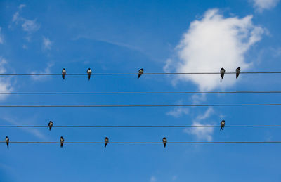 Low angle view of birds perching on cable